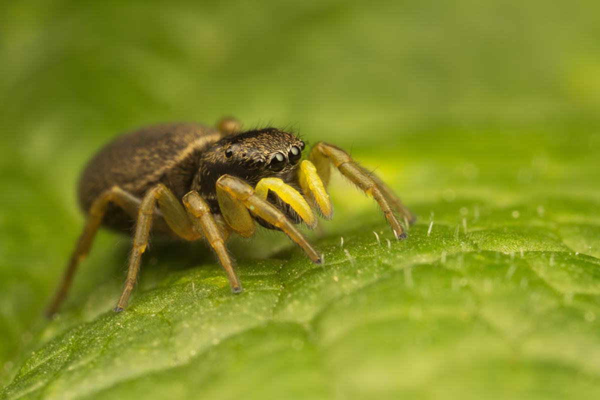 Jumping Spider - Heliophanus flavipes 2